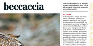 beccaccia